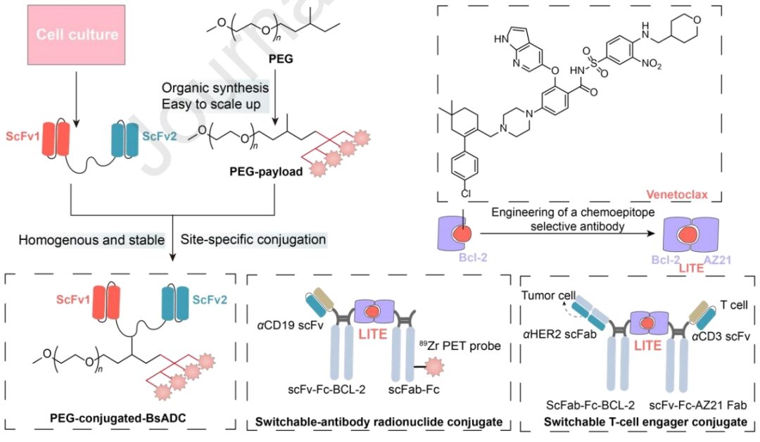 Understanding Bispecific Antibody Drug Conjugates (BsADCs)