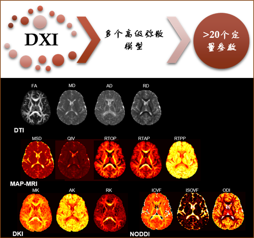 DXI: A Powerful Tool for Clinical Research in Advanced Diffusion Models
