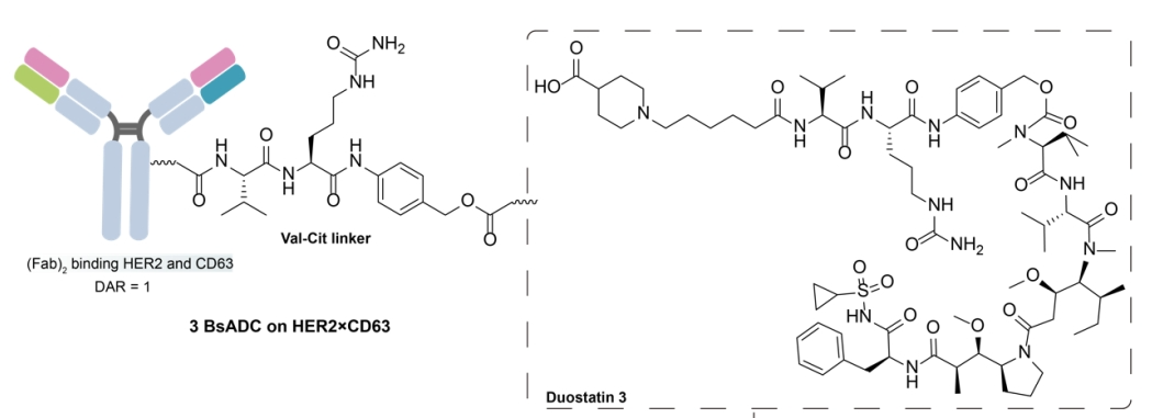 Understanding Bispecific Antibody Drug Conjugates (BsADCs)