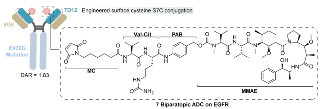 Understanding Bispecific Antibody Drug Conjugates (BsADCs)