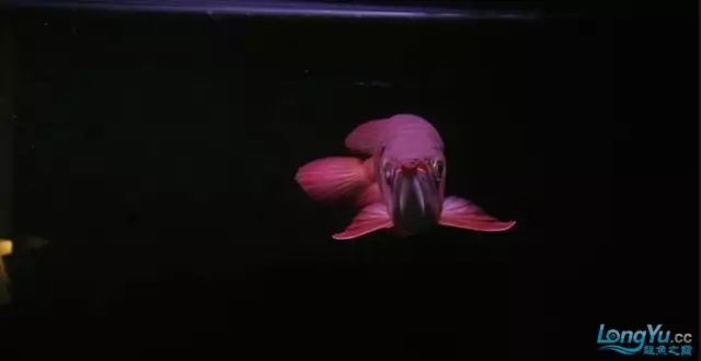 DIY Fully Automatic Water Change System