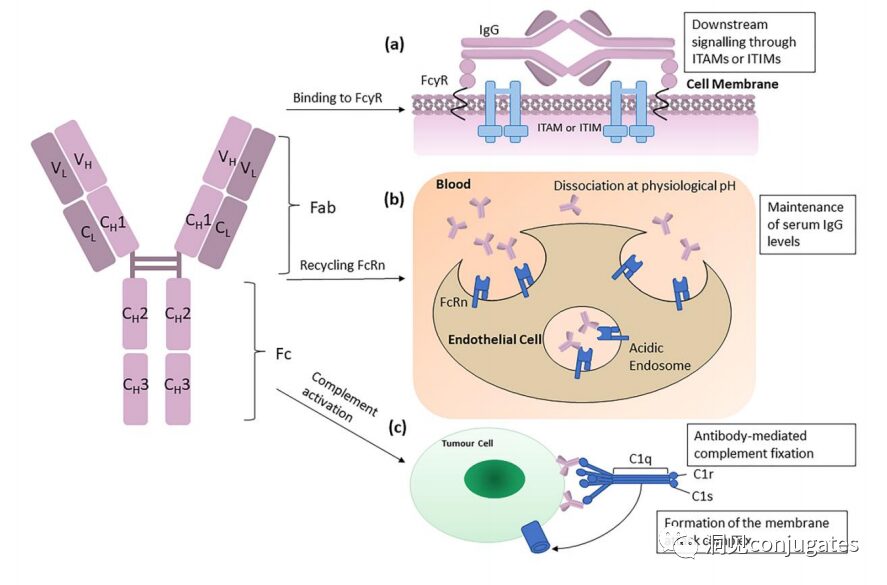 Understanding ADC: Overview, Antibody and Linker Selection