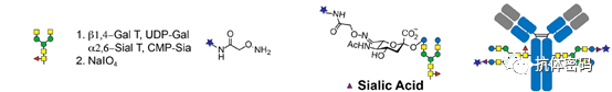 Comprehensive Overview of Antibody-Drug Conjugates (ADCs)