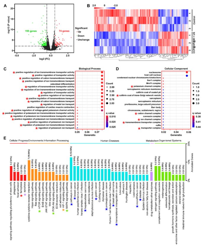 Cascaded Nano-Reactor Enhances Sonodynamic Therapy for Colon Cancer