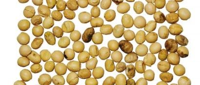 How NVIDIA Jetson NANO Enhances Soybean Yield