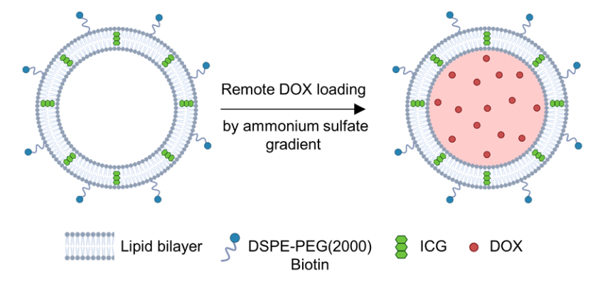 Transforming Bacteria into Microrobots for Targeted Drug Delivery in Cancer Treatment