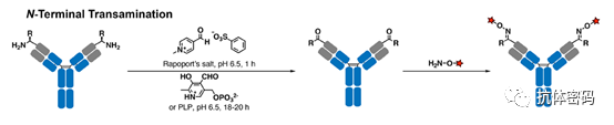 Comprehensive Overview of Antibody-Drug Conjugates (ADCs)