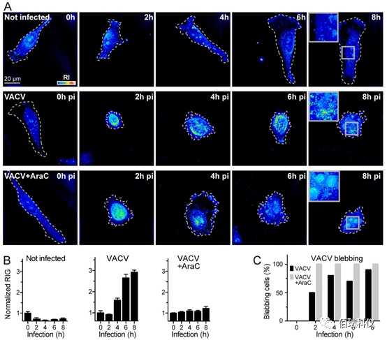 Using Holographic 3D Imaging to Observe Virus-Induced Cytopathic Effects