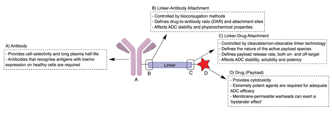 Introduction to Antibody-Drug Conjugates (ADCs)