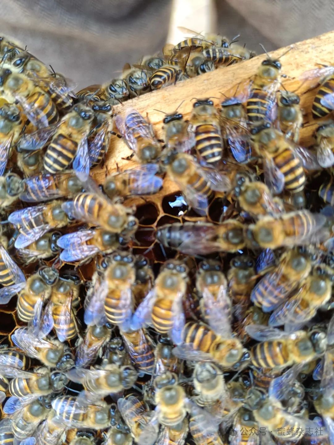 Inspiration from Bees for Modern Communication Technology