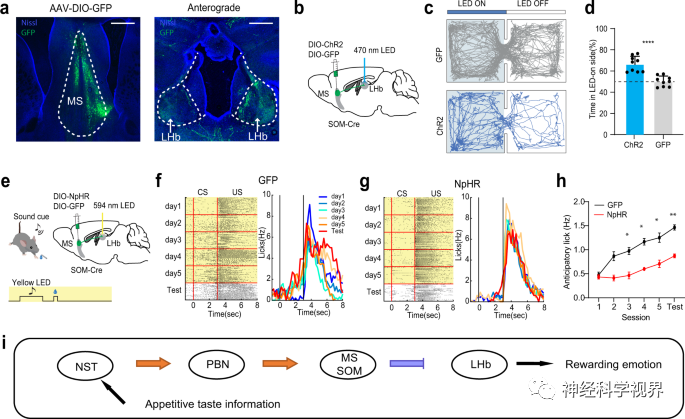 Scientists Reveal Reward Learning Pathway Mediated by Somatostatin Neurons