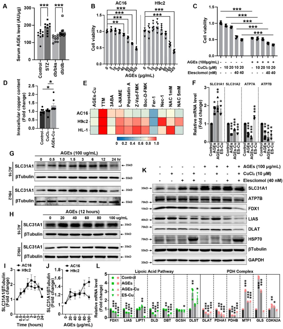 ATF3/SPI1/SLC31A1 Pathway Promotes Copper Death Induced by AGEs in Diabetic Myocardial Injury