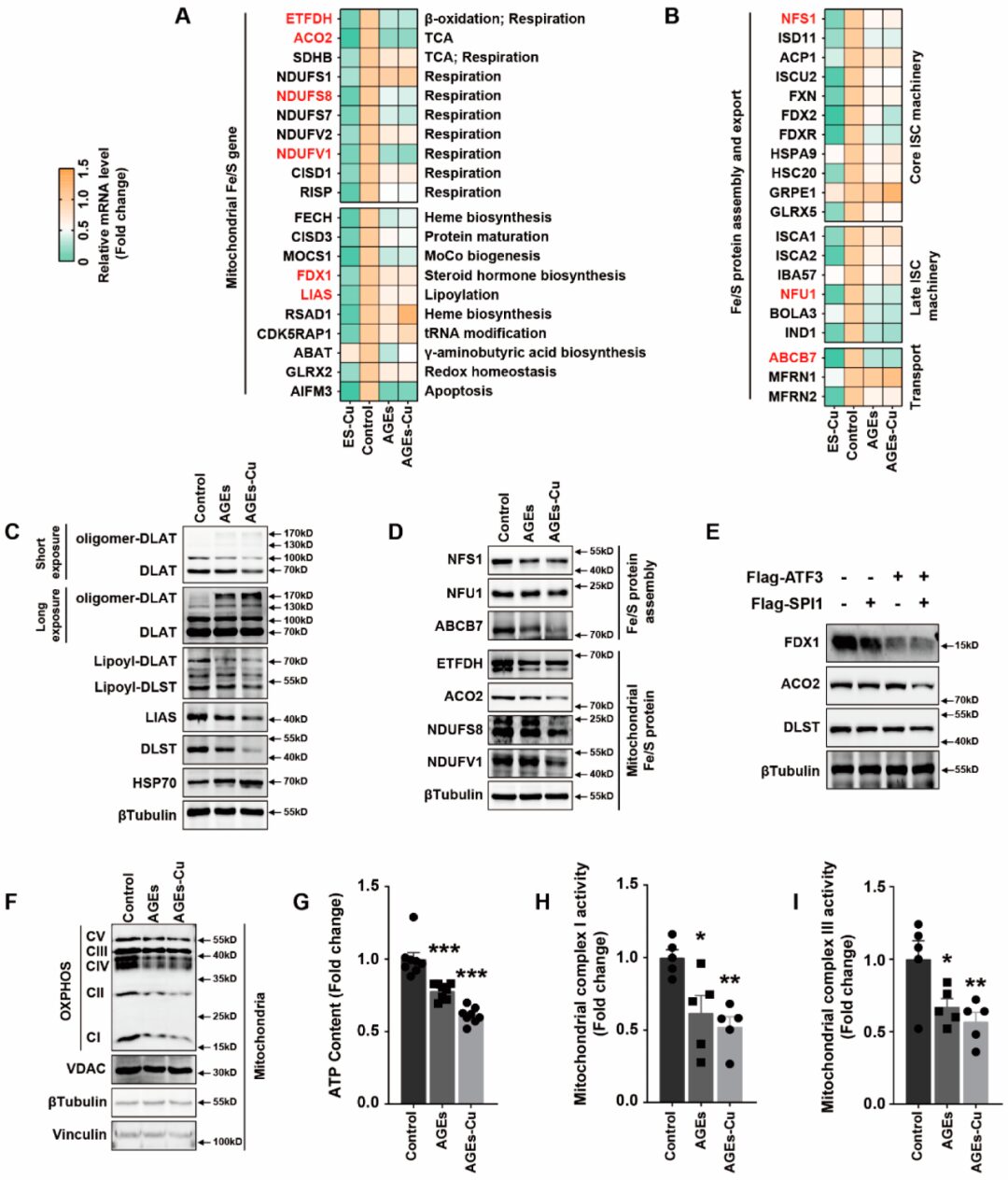 ATF3/SPI1/SLC31A1 Pathway Promotes Copper Death Induced by AGEs in Diabetic Myocardial Injury
