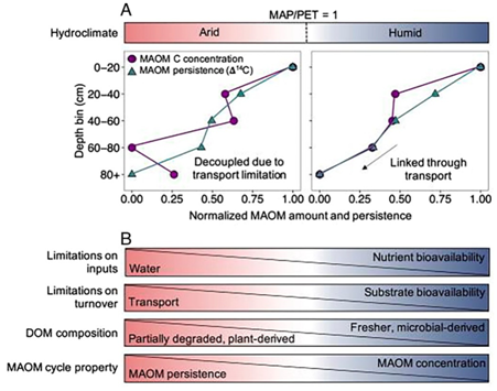 Divergence and Persistence of Mineral-Associated Organic Matter in Soil Driven by Moisture