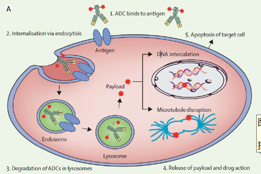 The Development Momentum of ADC Drugs
