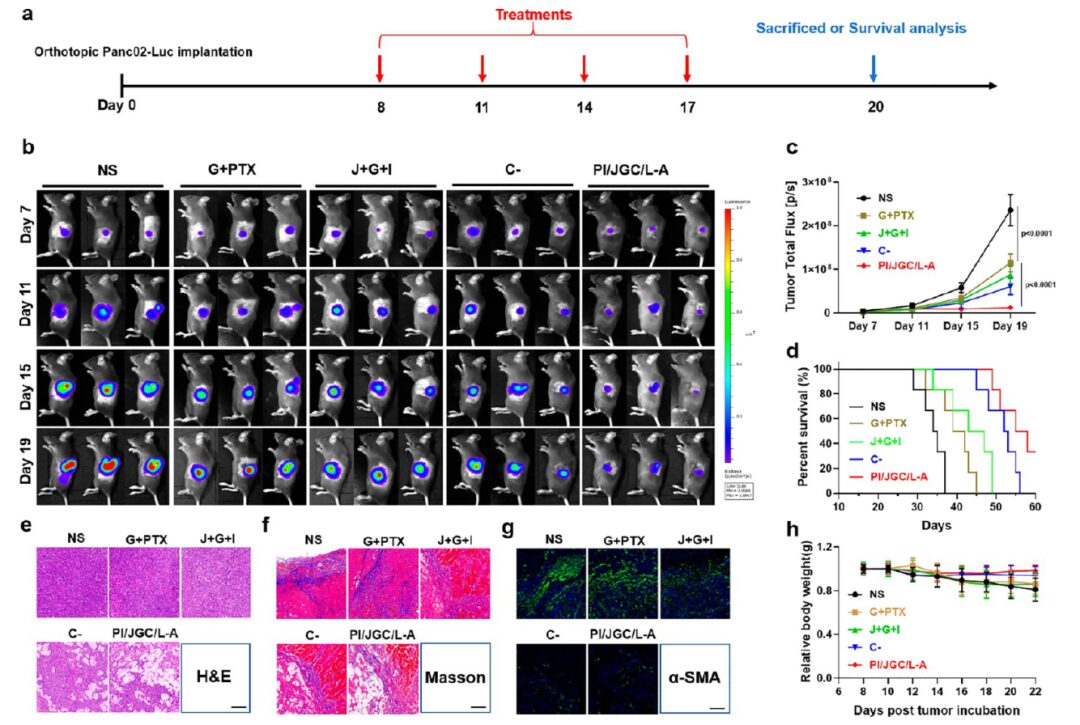 Transforming Cancer-Associated Fibroblast Barriers for Tumor Treatment