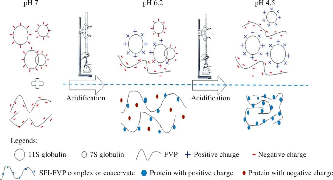 Effect of Ionic Strength and Mixing Ratio on Complex Coacervation of Soy Protein Isolate/Flammulina Velutipes Polysaccharide