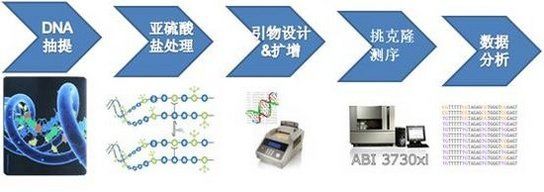Bisulfite Sequencing PCR (BSP) Method