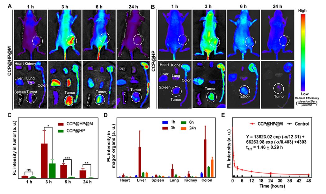 Cascaded Nano-Reactor Enhances Sonodynamic Therapy for Colon Cancer