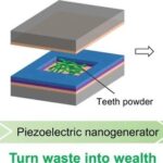 Recycling Human Teeth for Piezoelectric Energy Harvesting