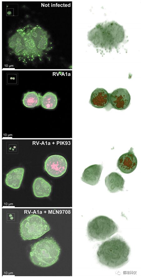 Using Holographic 3D Imaging to Observe Virus-Induced Cytopathic Effects