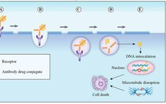 Introduction to Antibody-Drug Conjugates (ADC)