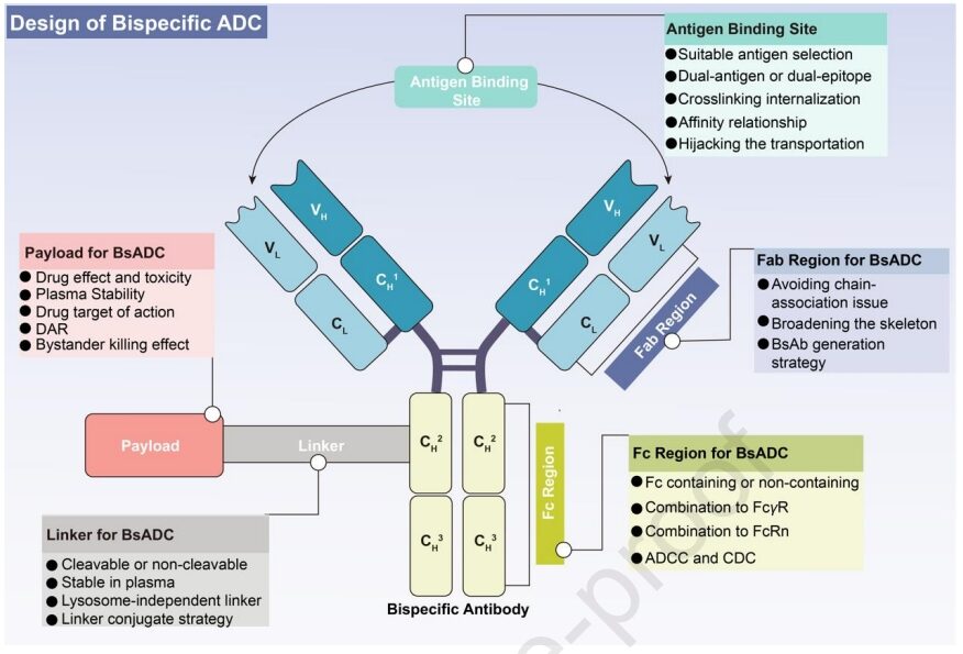 Understanding Bispecific Antibody Drug Conjugates (BsADCs)