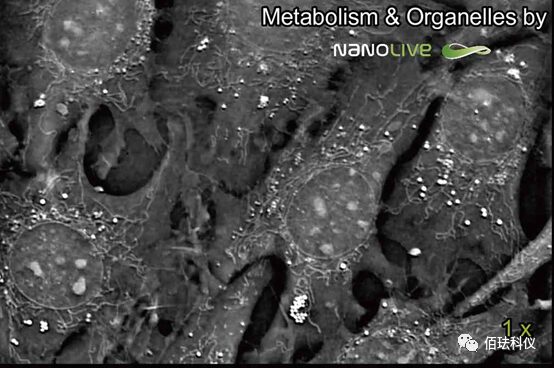 Using Holographic 3D Imaging to Observe Virus-Induced Cytopathic Effects