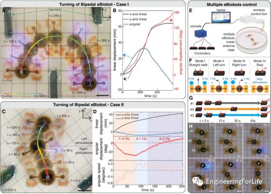 Muscle-Driven Miniature Robots Using Battery-Free Wireless Optoelectronics