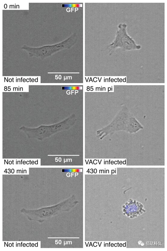 Using Holographic 3D Imaging to Observe Virus-Induced Cytopathic Effects