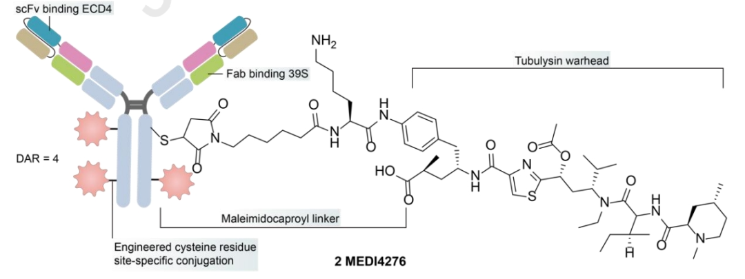 Understanding Bispecific Antibody Drug Conjugates (BsADCs)