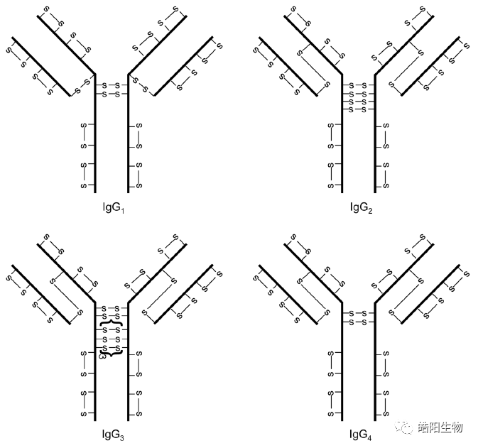 Physicochemical Analysis and Structural Characterization of Antibody-Drug Conjugates (ADCs)