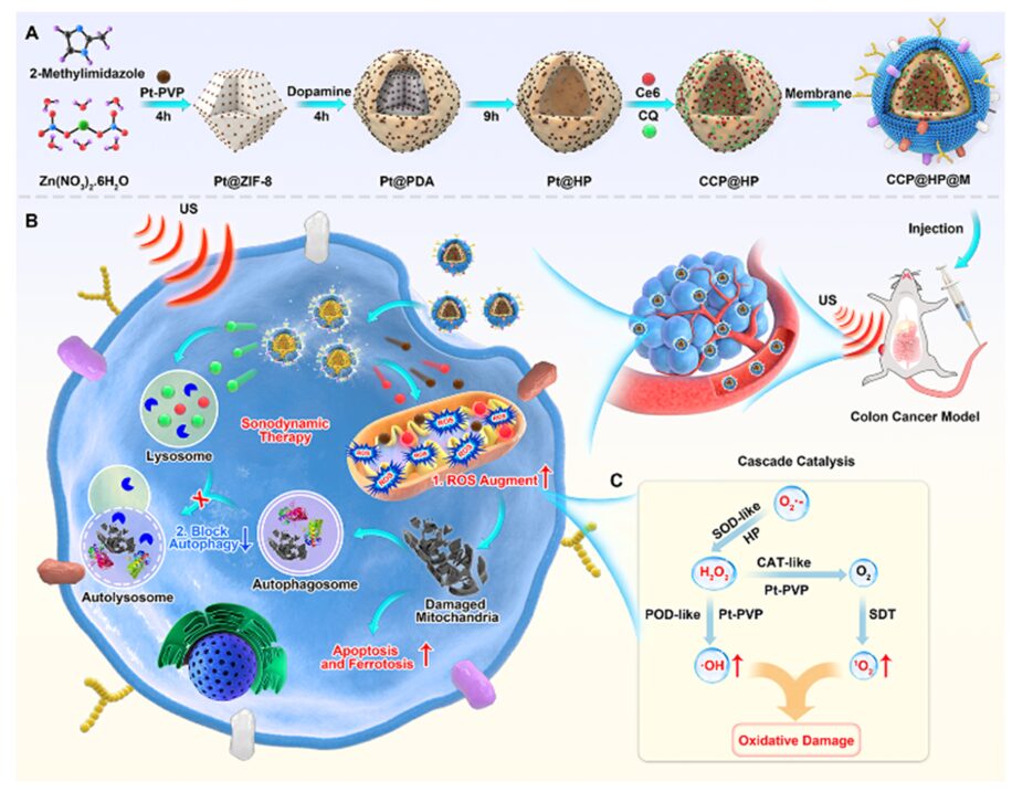 Cascaded Nano-Reactor Enhances Sonodynamic Therapy for Colon Cancer