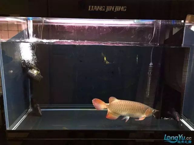 DIY Fully Automatic Water Change System