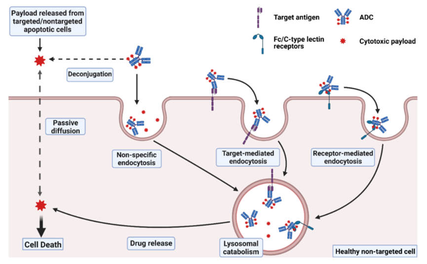 Mechanisms of ADC Toxicity and Strategies to Enhance Tolerability