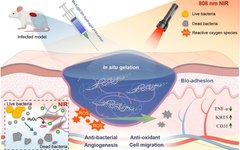 Photothermal Driven Chitosan-Stabilized MoS2 Nanosheets for Wound Healing