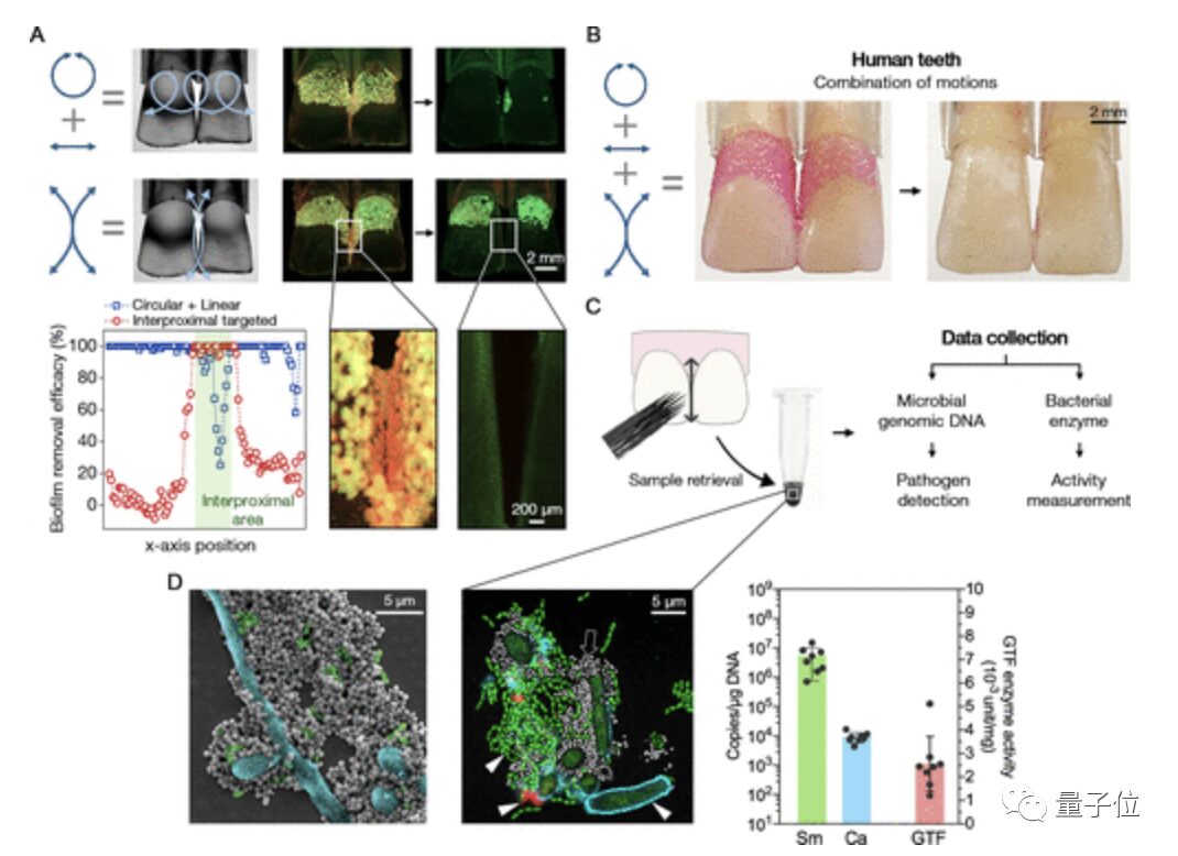 Lazy to Brush? Micro-Robots Automatically Help You, Switching Between Toothbrush and Floss