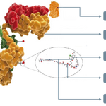 Understanding Antibody-Drug Conjugates (ADC)