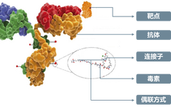 Understanding Antibody-Drug Conjugates (ADC)