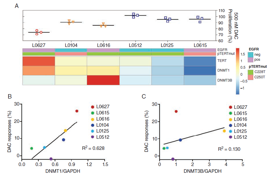 TERT and DNMT1 Expression Predicts Glioma Sensitivity to DAC