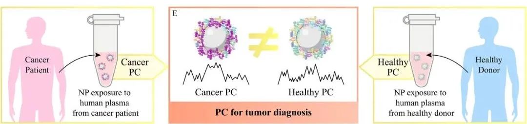 The Dual Role of Protein Corona in Tumor Targeting, Immunotherapy, and Diagnosis