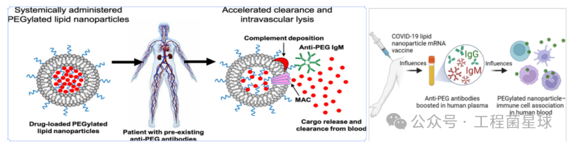 Understanding The Mechanism of Immune Response Triggered by Different Lipid Components in Lipid Nanoparticles (LNP)