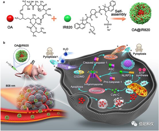 Monitoring Pyroptosis in B16 Cells Using Holographic 3D Imaging
