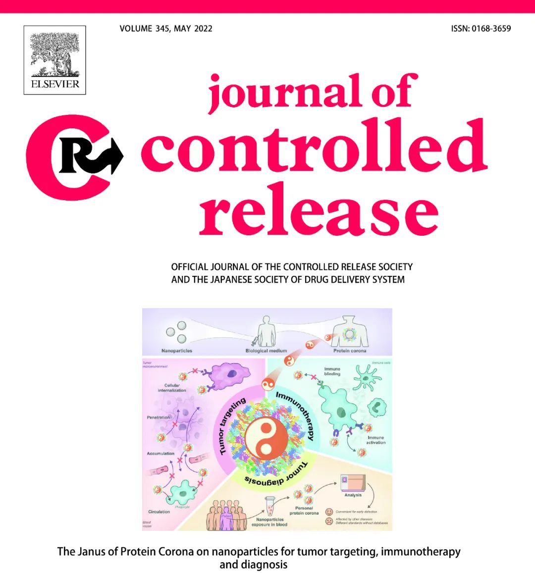 The Dual Role of Protein Corona in Tumor Targeting, Immunotherapy, and Diagnosis