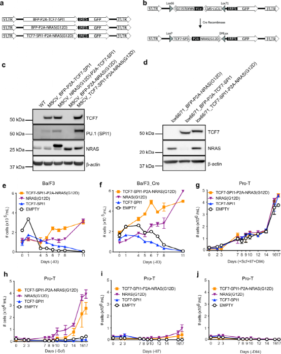 The Oncogenic Cooperation of TCF7-SPI1 and NRAS in T-ALL