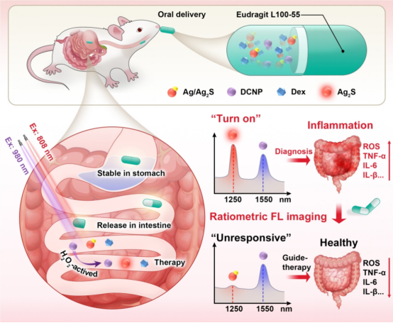 NIR-II Ratiometric Optical Theranostic Capsule for Intestinal Inflammation