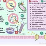 Understanding ADC Drug Resistance Mechanisms
