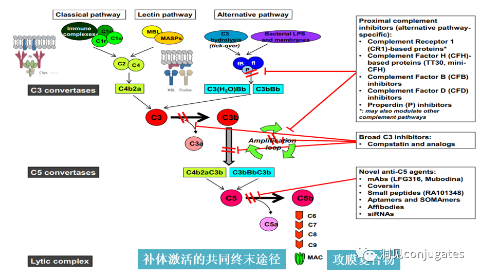 Understanding ADC: Overview, Antibody and Linker Selection