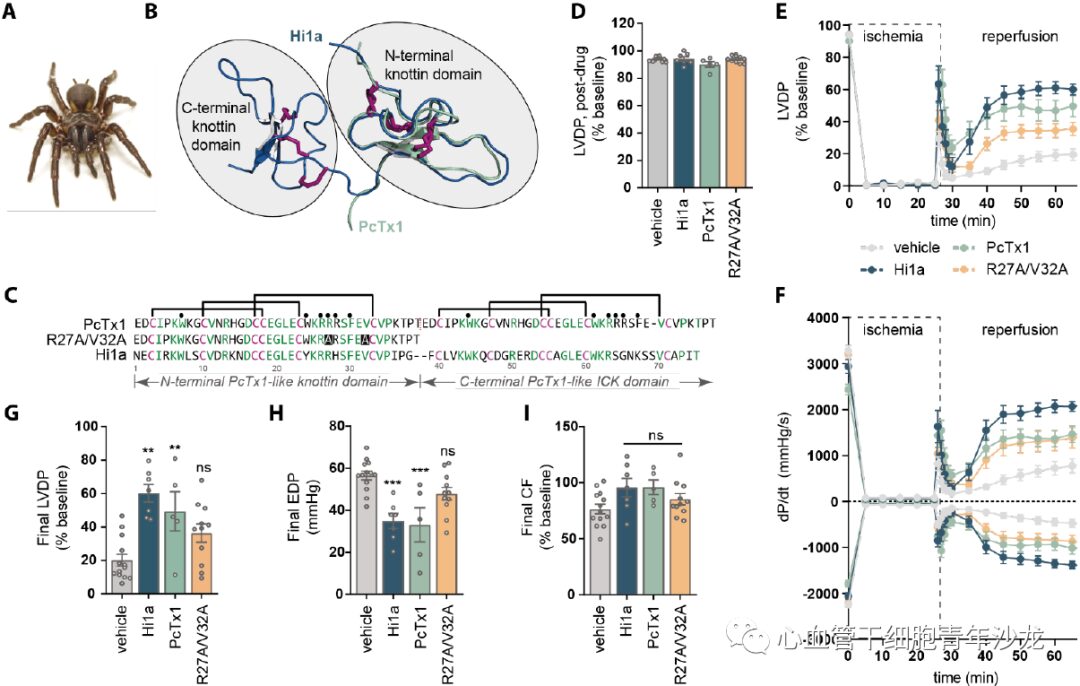 Therapeutic Inhibition of Acid Sensing Ion Channel 1a Recovers Heart Function After Ischemia-Reperfusion Injury