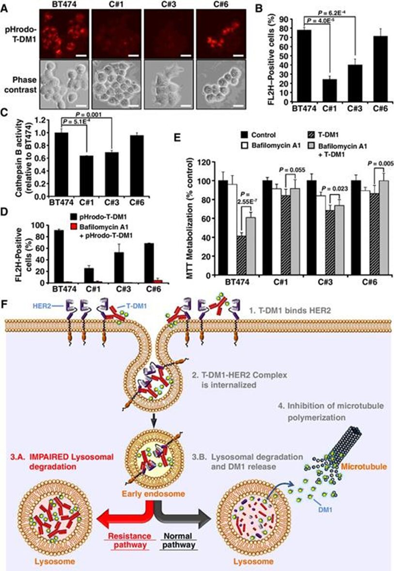 Understanding ADC Drug Resistance Mechanisms